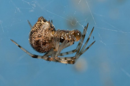 Achaearanea tepidariorum